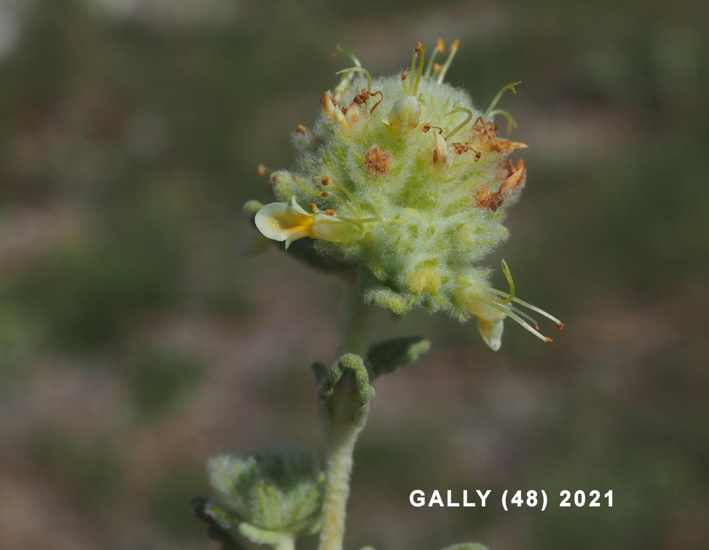 Germander of the Causse flower